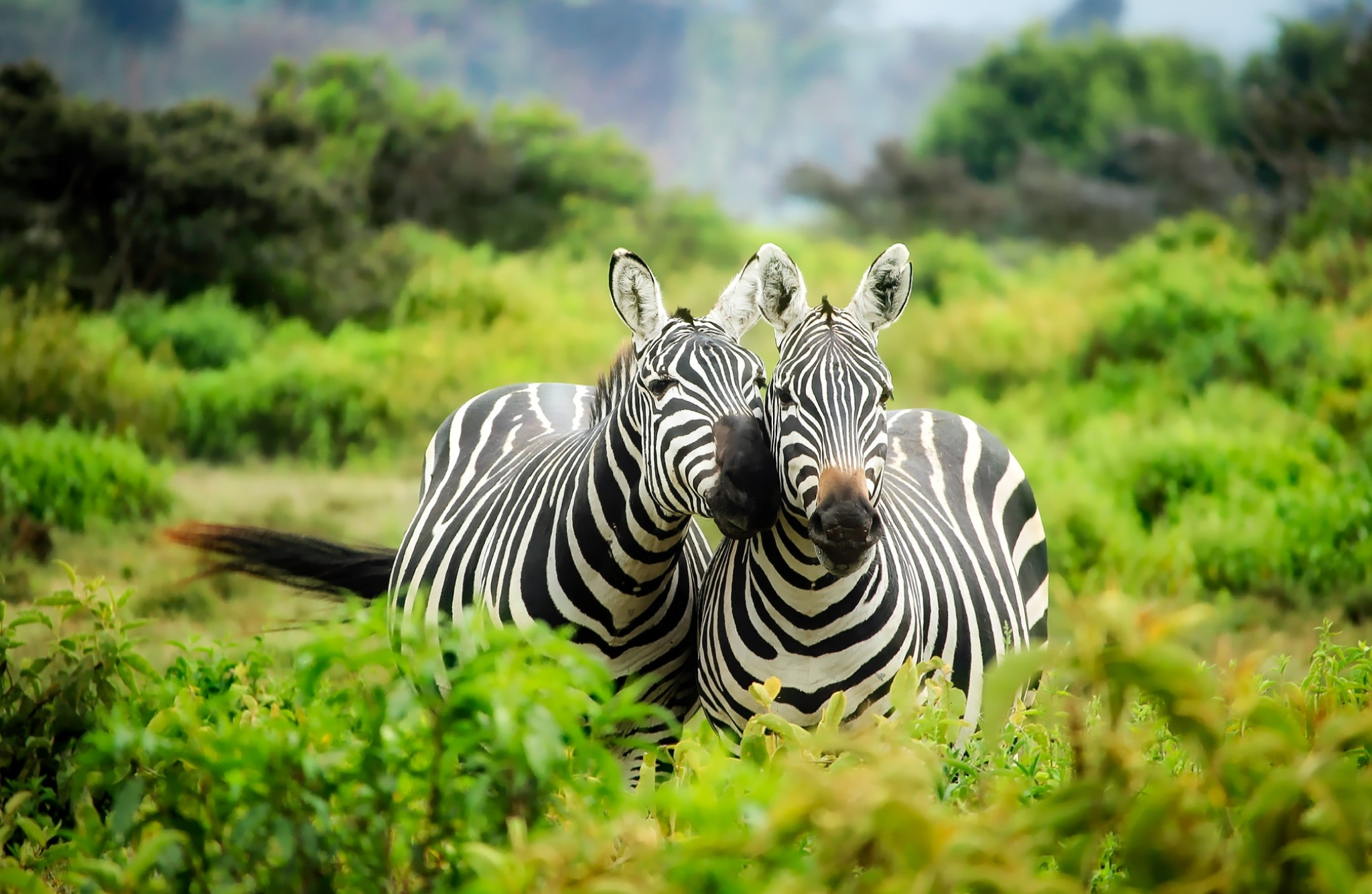 Zebra Conservation