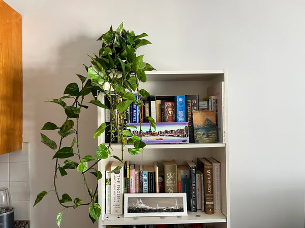 bookshelf decor ideas