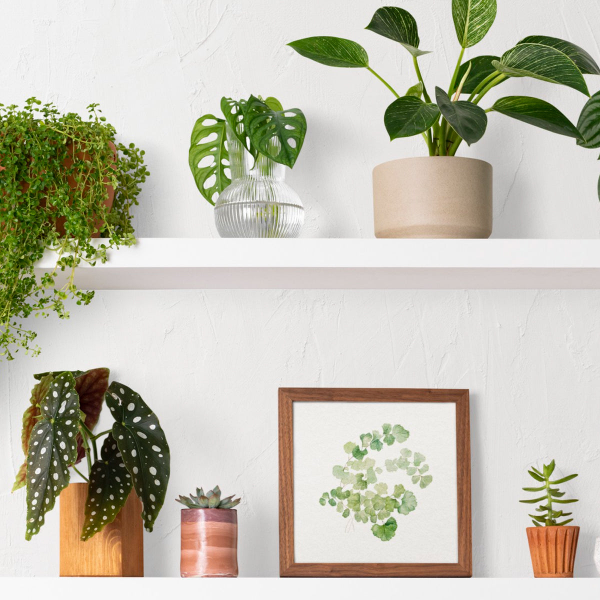 indoor plants gifts that start with i