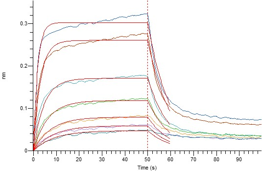 Loaded Human IL-2RB-Fc(Cat#BL-0102NP) on Protein A Biosensor, can bind Biotinylated Human IL-2-His-Avi with an affinity constant of 0.24 uM as determined in BLI assay.