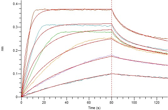 Loaded Human IL-2RA-Fc(Cat#BL-0100NP) on Protein A Biosensor, can bind Human IL-2-His(Cat#BL-2127NP) with an affinity constant of 3.94 nM as determined in BLI assay.