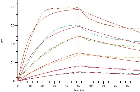 Loaded Human IL-2RA-Fc(Cat#BL-0100NP) on Protein A Biosensor, can bind Biotinylated Human IL-2-His-Avi with an affinity constant of 8.60 nM as determined in BLI assay.