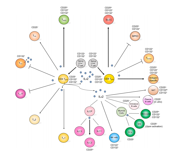 IL-2's role in stimulating the differentiation of immune cells