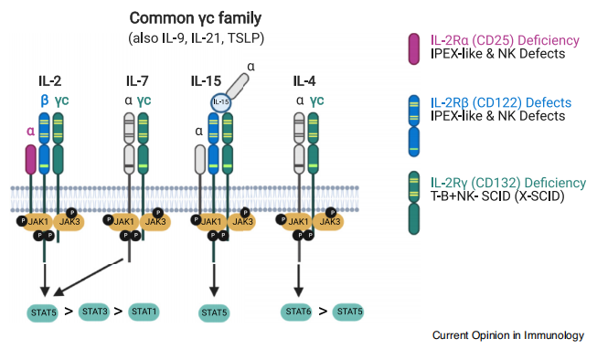 IL-2 and its receptor family