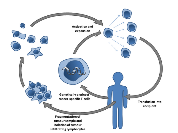 Adoptive T-cell therapy. Cancer specific T-cells can be obtained by fragmentation and isolation of tumour infiltrating lymphocytes, or by genetically engineering cells from peripheral blood. The cells are activated and grown prior to transfusion into the recipient (tumour bearer). by Simon Caulton