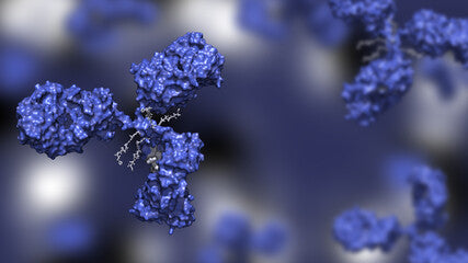 Antibody drug conjugate in blue with four drug compounds linked to IgG immunoglobulin