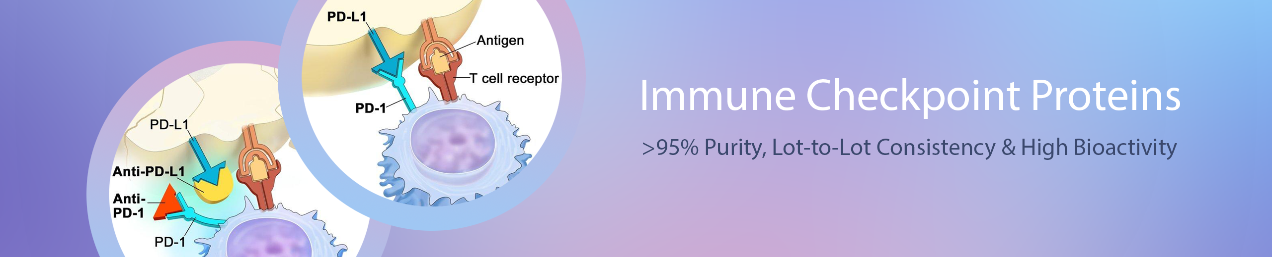 Immune Checkpoint Proteins - Beta LifeScience