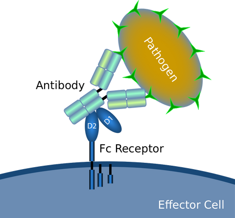 Illustration of an Fc receptor