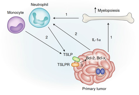 Function of IL-1α-TSLP Axis In Breast Cancer