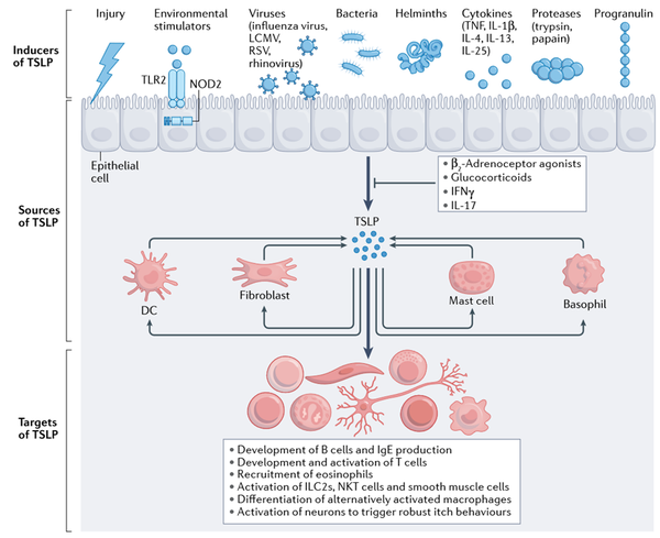 Inducers, sources, and target actions of TSLP