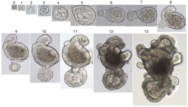 The continuous cultivation and growth state of individual Lgr5+ stem cells (number: days)