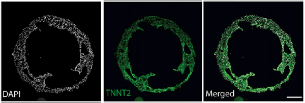 The frozen section of a 7.5-day-old cardiac organoid displayed cavity formation  and the expression of a cardiomyocyte-specific marker, TNNT2