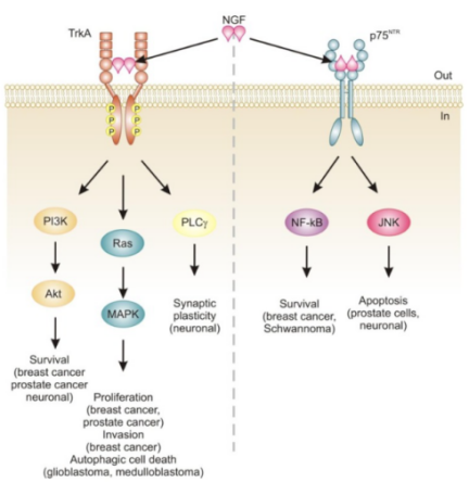 Signaling pathways activated by nerve growth factor (NGF)