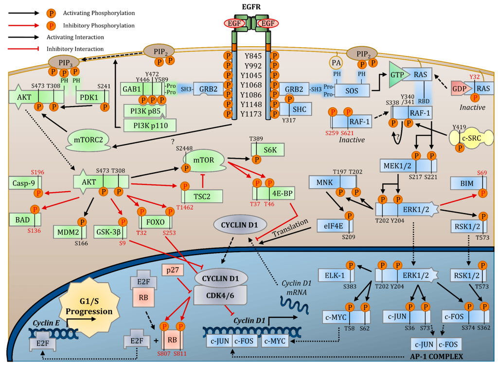 Epidermal growth factor receptor (EGFR) signaling pathways