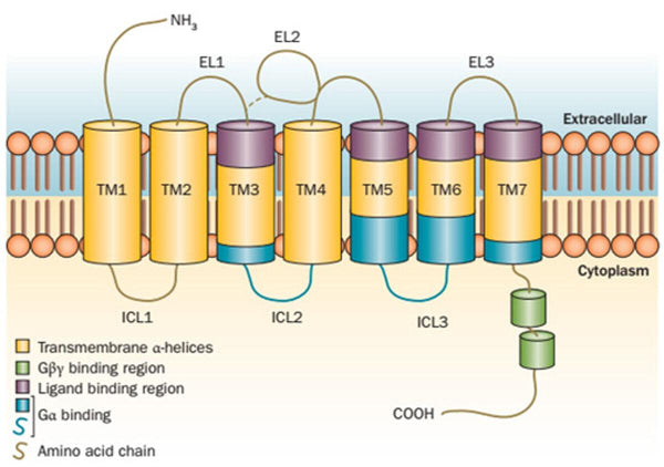 GPCR structure