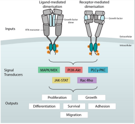 General overview of receptor tyrosine kinase activation[1]