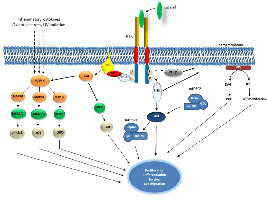 Tyrosine Kinases signaling pathway