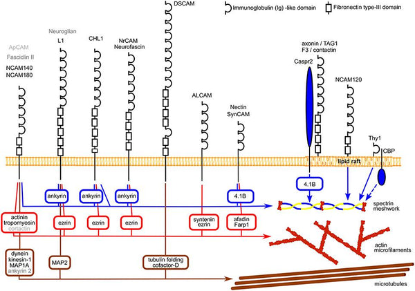 Schematic diagram showing examples of the structure of IGSF CAMS and their links to the cytoskeleton components.