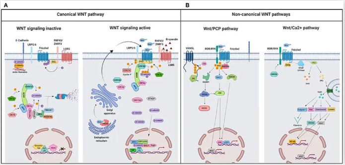 A schematic illustration representing different WNT signaling pathways.
