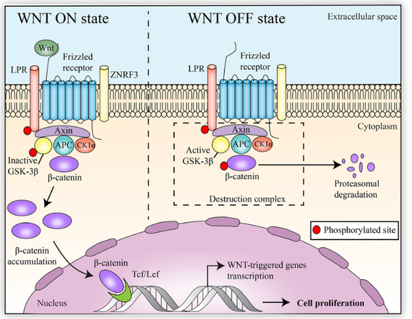 Canonical Wnt/β-catenin pathway