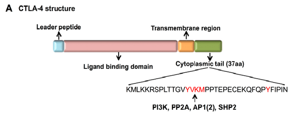 Fig.1 CTLA-4 structure