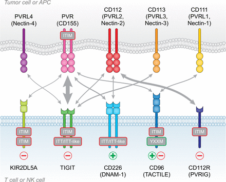 Fig.1 The PVR/nectin family and receptor/ligand interactions. [22]