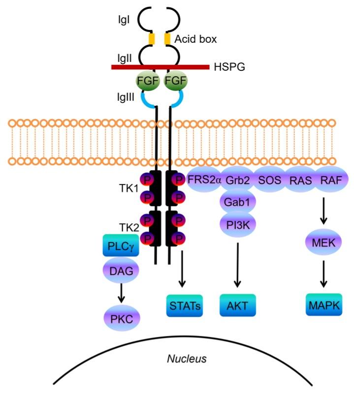 Fig.1 Fibroblast Growth Factor Receptor (FGFR) structure,ligand binding and signaling. [11]