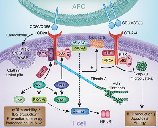 Fig.3 Signaling molecules involved in CD28 and CTLA-4 function