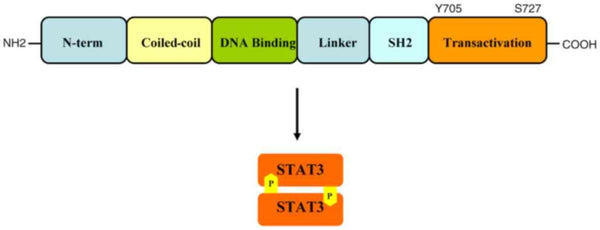 Fig.1 Structure of the STAT-3 protein. [11]