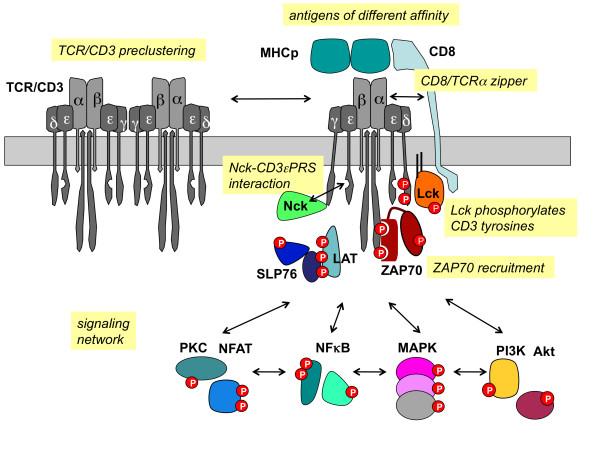 TCR/CD3 signaling.