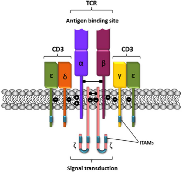 Schematic representation of the T-cell receptor-CD3 complex