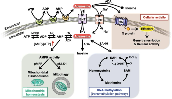 Fig.3 Regulatory components of the adenosinergic signaling pathway[24]