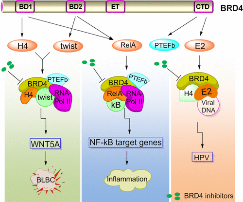 Fig.2 BRD4's proposed role mode in cancer, inflammation, and HPV selection of diseases[27]