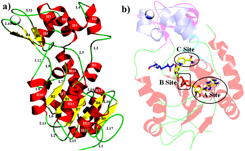 Fig.1 SIRT2 Structure properties [5]