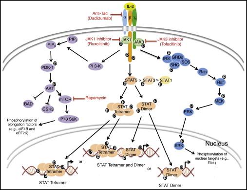 Fig.3 Schematic of Major IL-2 Signaling Pathways[10]