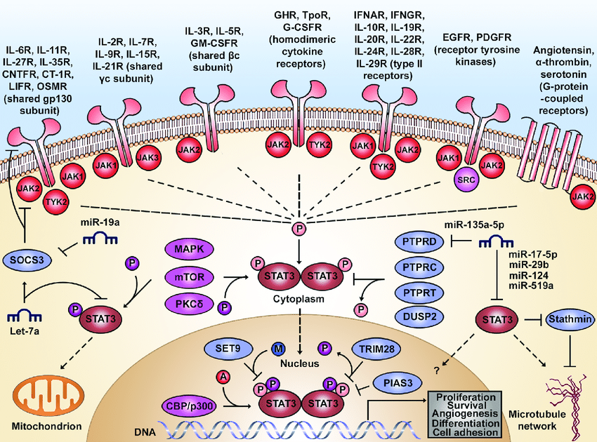 Fig.2 STAT3 signaling pathway [19]