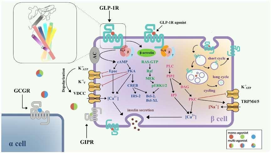 Fig.2 Signaling pathways of GLP-1R in pancreatic β-cell. [21]
