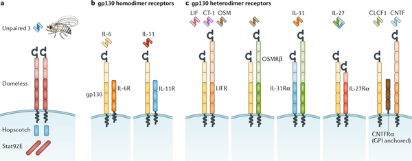 Fig.1 Cytokine receptor usage by the IL-6 family of cytokines.[25]