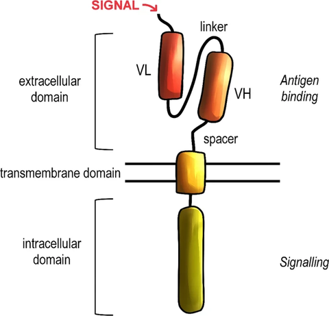 Fig.1 General structure of the chimeric antigen receptor (CAR).