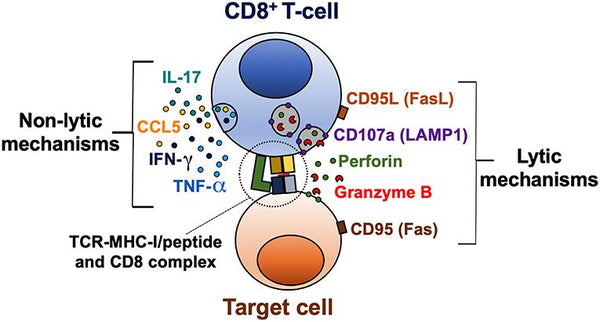 Fig.3 Lytic and non-lytic effector mechanisms of CD8+ T-cells.[2]