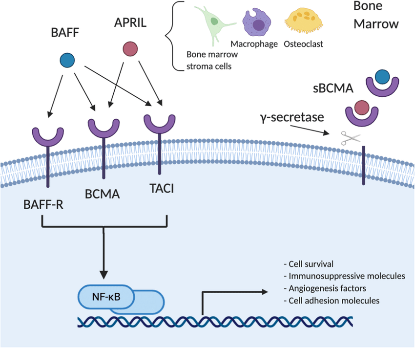 Fig.3 BCMA signaling pathway. [18]