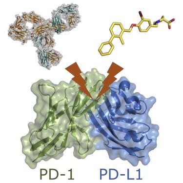 Fig.1 Structure of PD-1 and PD-L1
