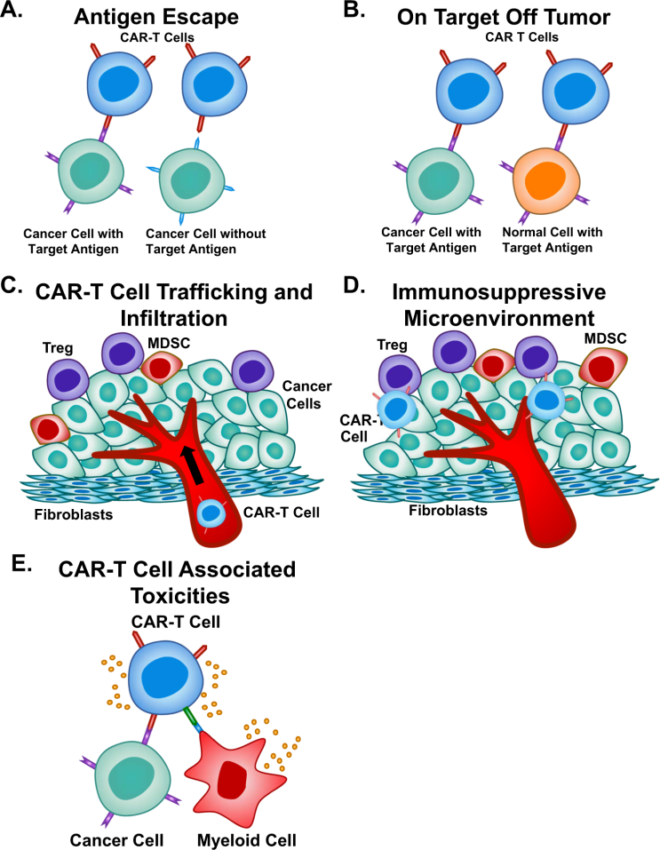 Fig. 3: Limitations of CAR-T Cell Therapy.