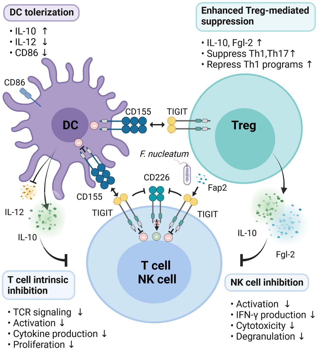Fig.2 Mechanisms of TIGIT inhibition on immune responses. [21]