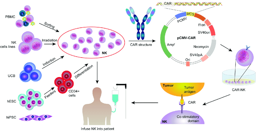 Procedures for clinical application of CAR-NK adoptive cell therapy (ACT) in cancer patients.
