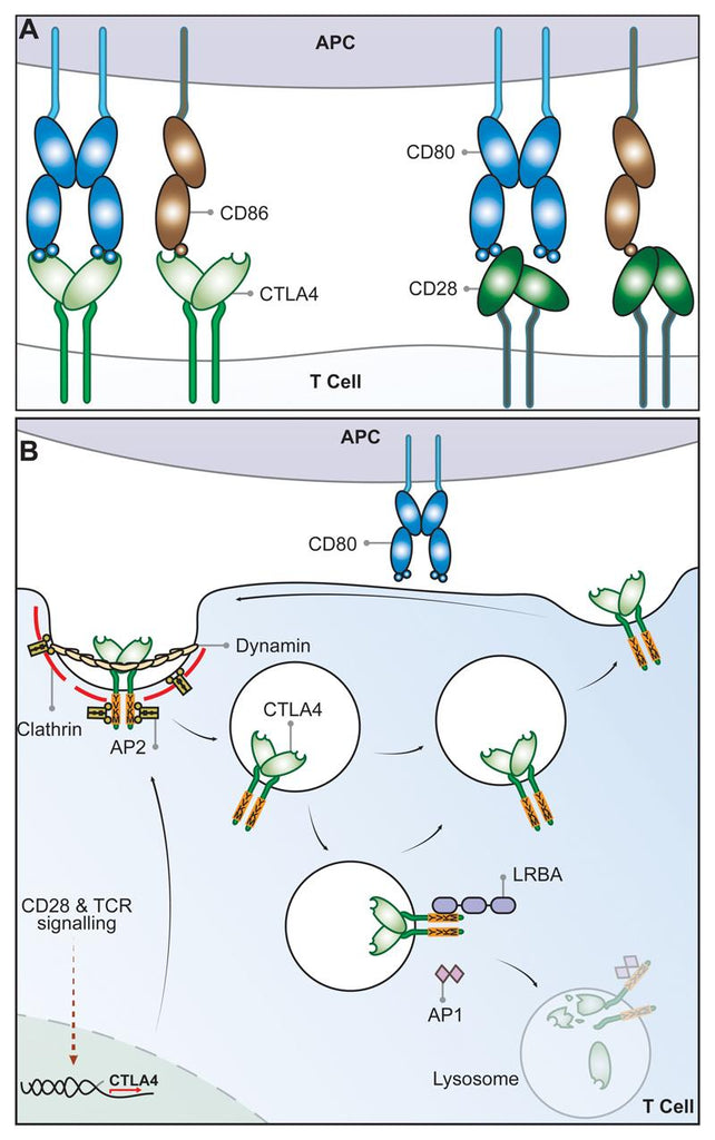 Schematic of CTLA-4 cell biology