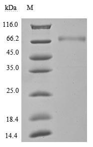 The purity was greater than 95% as determined by SDS-PAGE.(Tris-Glycine gel) Discontinuous SDS-PAGE (reduced) with 5% enrichment gel and 15% separation gel.