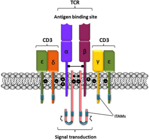 Fig.2 Schematic representation of the T-cell receptor-CD3 complex.[1]