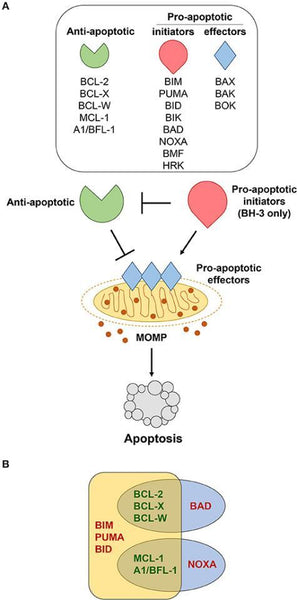 Bcl-2 family members regulate apoptosis