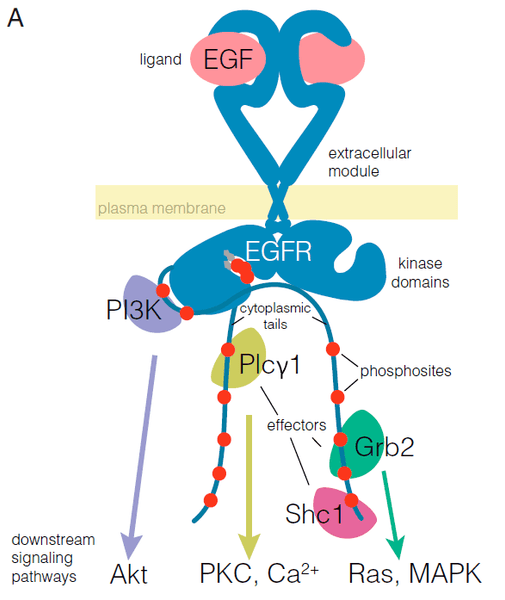 Structure of EGFR